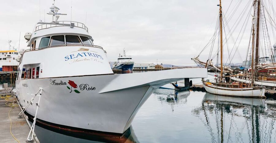 Reykjavík: Whale Watching Cruise on the Amelia Rose Yacht - Amelia Rose Yacht: why the boat matters for whale spotting