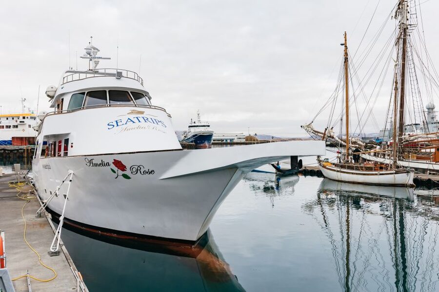 Reykjavík: Whale Watching Cruise on the Amelia Rose Yacht - Old Harbor to Faxaflói Bay: how the sailing typically runs