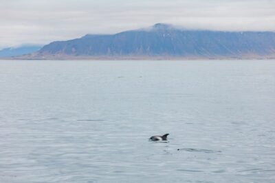Reykjavík: Whale Watching Cruise on the Amelia Rose Yacht - Getting on board smoothly at Old Harbour House