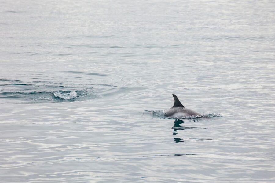 Reykjavík: Whale Watching Cruise on the Amelia Rose Yacht - What wildlife you can realistically expect