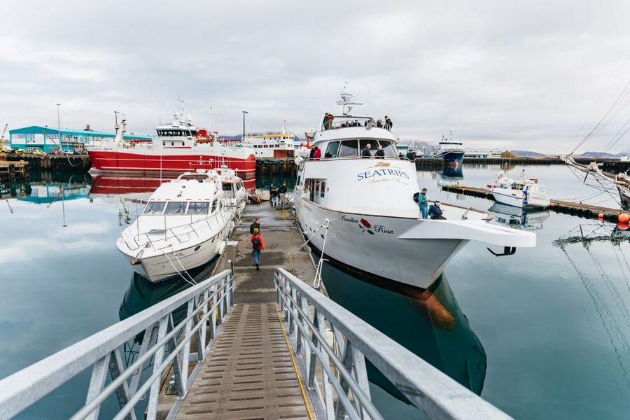 Reykjavík: Whale Watching Cruise on the Amelia Rose Yacht - The guide and onboard experience (from Lucky to Roman)