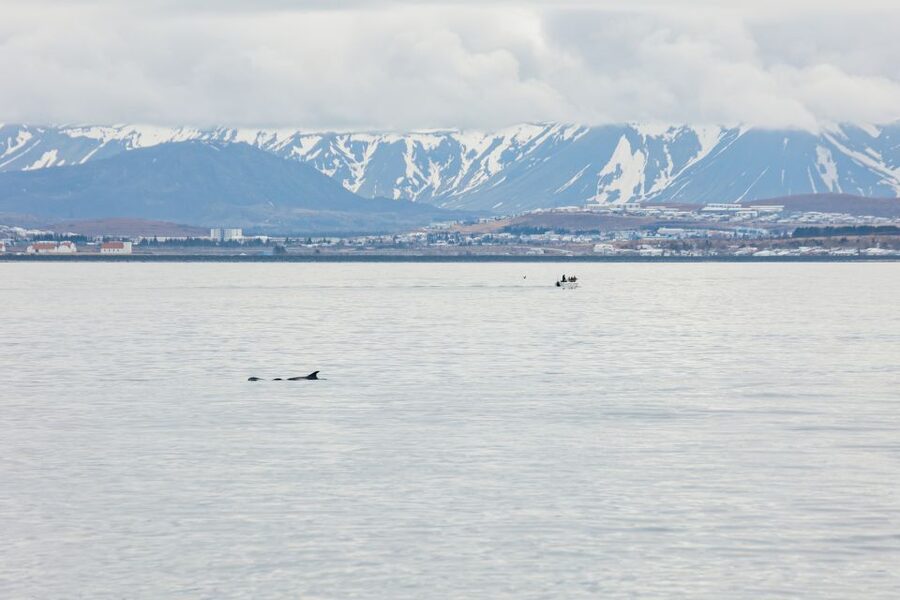 Reykjavík: Whale Watching Cruise on the Amelia Rose Yacht - Price and value for a 107 per person