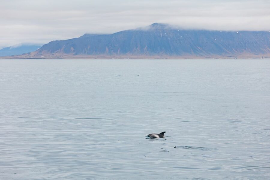 Reykjavík: Whale Watching Cruise on the Amelia Rose Yacht - Getting on board smoothly at Old Harbour House