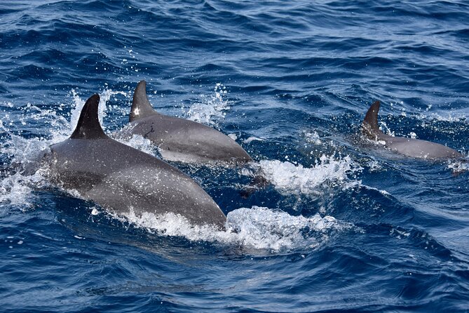 Sailing yacht half day- with Cape Verde Sailing - Open Bar, Snacks, and Wi-Fi: The Comfort Trio