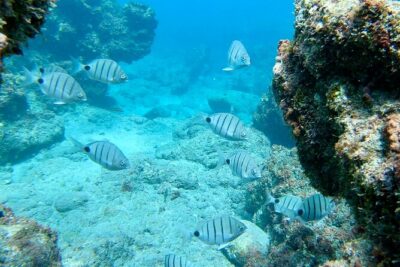 Sailing yacht half day- with Cape Verde Sailing - Swimming and Snorkeling: Fun, But Conditions Run the Show