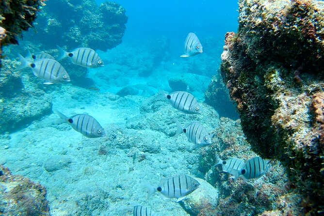 Sailing yacht half day- with Cape Verde Sailing - Swimming and Snorkeling: Fun, But Conditions Run the Show