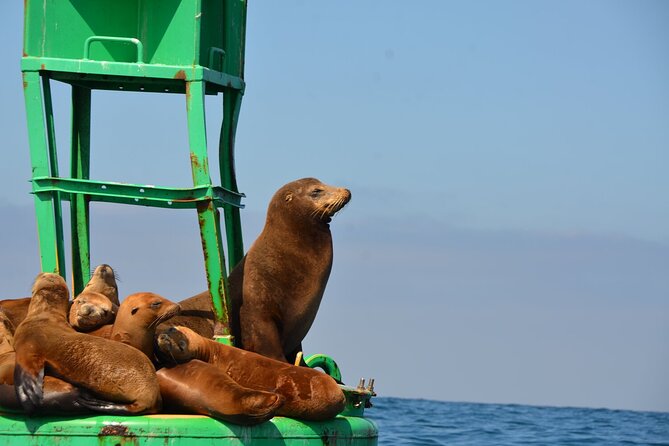 San Diego Sunset or Afternoon Sail on Classic Yacht - Price and value: $115 for 2.5 hours on the water