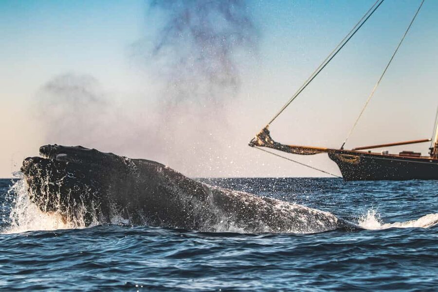 San Diego: Whale Watching Cruise on the Yacht America - Key highlights to clock before you go