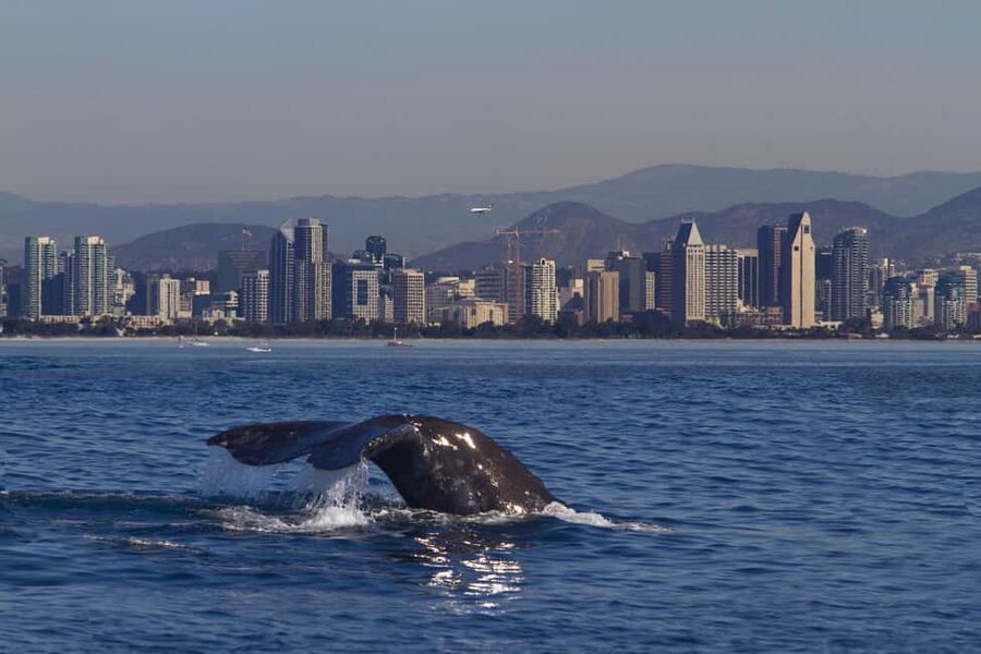 San Diego: Whale Watching Cruise on the Yacht America - Checking In on Shelter Island: Finding 2050 Shelter Island Dr Fast