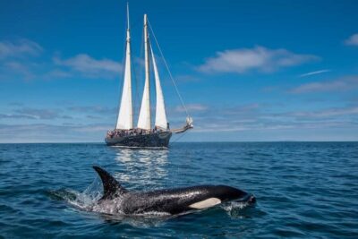 San Diego: Whale Watching Cruise on the Yacht America - Yacht America’s 139-Foot Sailing Style: Comfort That Helps You See More