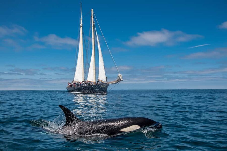 San Diego: Whale Watching Cruise on the Yacht America - Yacht America’s 139-Foot Sailing Style: Comfort That Helps You See More