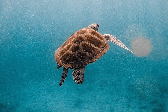 Similan Islands Luxury Catamaran Day Tour (Phuket / Khao Lak) - Onboard photographer: up to five complimentary photos