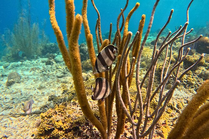 Snorkel Trip on a Catamaran Yacht All Inclusive Experience - The big payoff: Fuik Bay BBQ lunch with four proteins