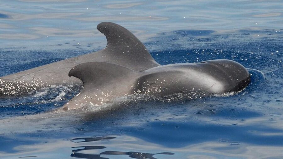 Tenerife: Eco-Yacht Whale and Dolphin Watching and Swimming - Key things to know before you go