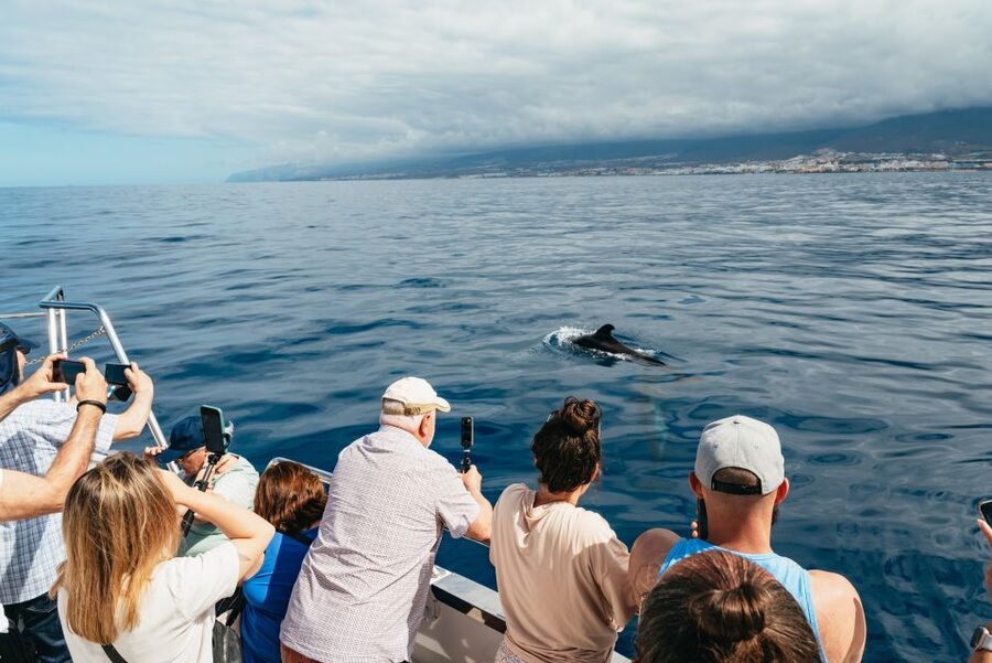 Tenerife: Eco-Yacht Whale and Dolphin Watching and Swimming - Should you book the eco-yacht whale and dolphin trip?