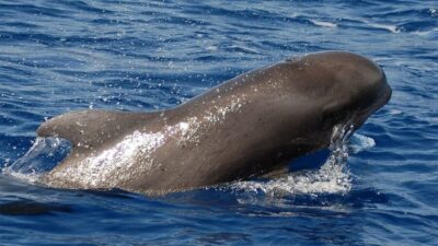 Tenerife: Eco-Yacht Whale and Dolphin Watching and Swimming - Getting started at Los Cristianos without wasting time