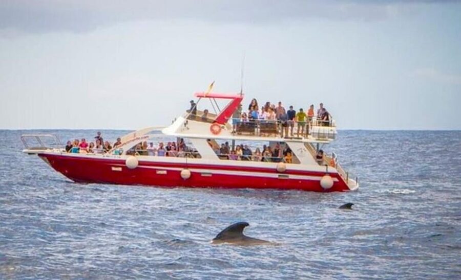Tenerife: Eco-Yacht Whale and Dolphin Watching and Swimming - Comfort and crew: the little things that make 90 minutes feel worth it