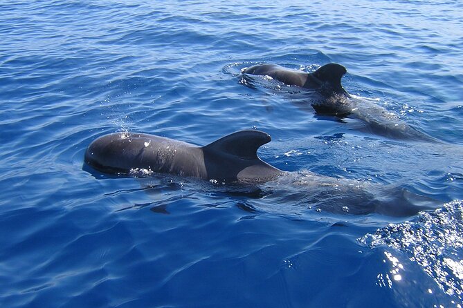 Tenerife Los Cristianos: Whale and Dolphin Eco-Yacht and Swim Stop - Whale Spotting Along Palm Mar: What the 1 Hour 40 Minutes Is Really Like
