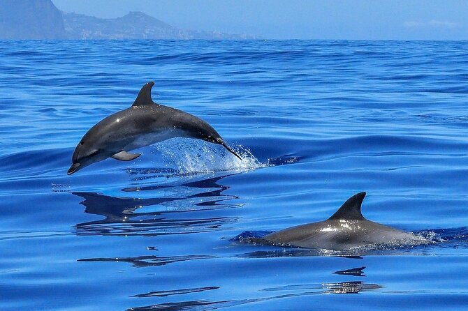Tenerife Los Cristianos: Whale and Dolphin Eco-Yacht and Swim Stop - The Cruise Segment: Passing the Cave of Love and Spotting Birds