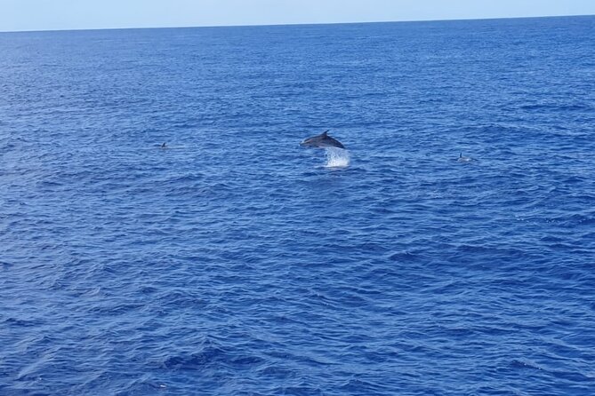 Tenerife Los Cristianos: Whale and Dolphin Eco-Yacht and Swim Stop - The Swim Stop Off Playa de Los Cristianos: Your Snorkel Time, Your Water Conditions