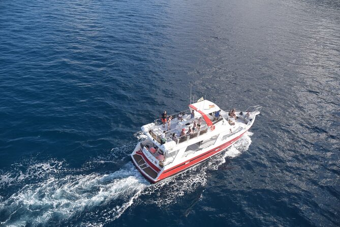 Tenerife Los Cristianos: Whale and Dolphin Eco-Yacht and Swim Stop - The Crew and the Wildlife Rules: Friendly Help, Respect, and One Key Risk