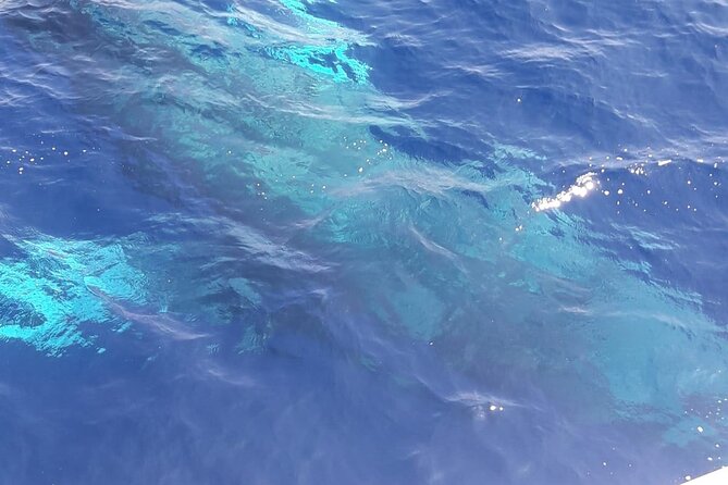 Tenerife Los Cristianos: Whale and Dolphin Eco-Yacht and Swim Stop - Price and Value on Tenerife: Is $18.10 a Smart Deal?