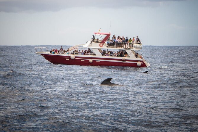 Tenerife Los Cristianos: Whale and Dolphin Eco-Yacht and Swim Stop - Who This Trip Fits Best (And Who Should Rethink It)