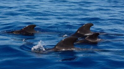 Tenerife: Ocean Pack Jet Ski and Yacht Whale Watching - Whale-watching yacht cruise: how spotting works (and what to expect)