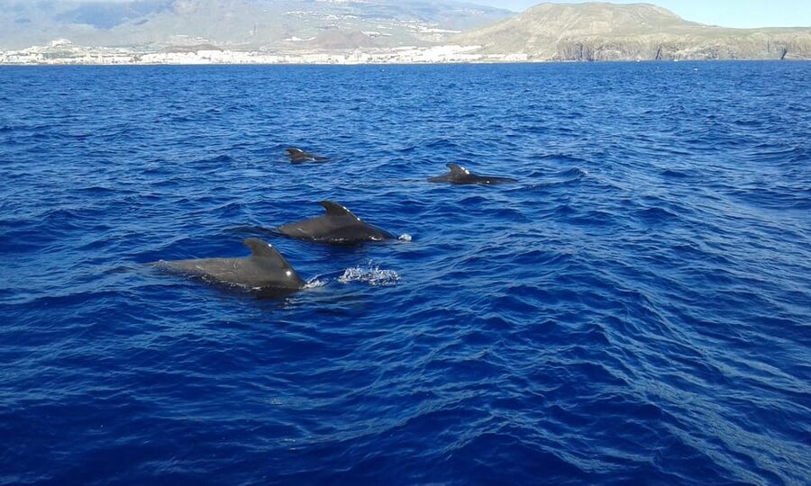 Tenerife: Whale tour and sea swim on a yacht for 22 people - Who should book, and who should skip