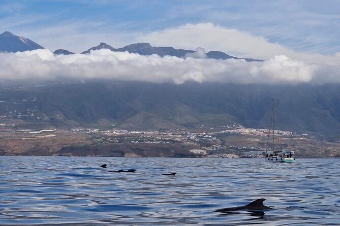 Tenerife Whale Watching and Snorkeling Yacht Trip - What You’re Really Looking For: Pilot Whales, Dolphins, and Turtles