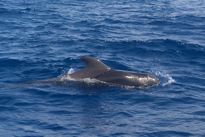 Tenerife Whale Watching and Snorkeling Yacht Trip - Crew and Comfort: Named Staff, Included Snacks, and a Family-Friendly Tone