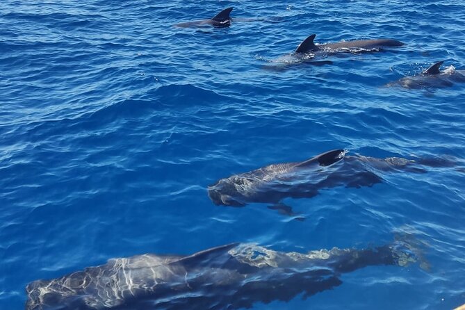 Tenerife Whale Watching and Snorkeling Yacht Trip - Who Should Book This Yacht Trip—and Who Might Want to Skip It