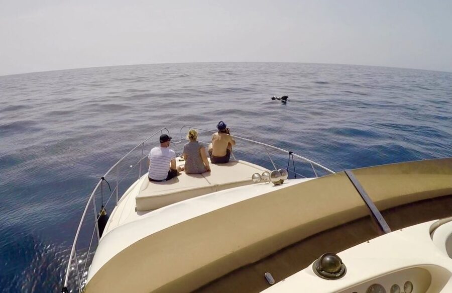 Tenerife: Whales and Snorkeling Tour on a Luxury Yacht - Swimming and snorkeling in the secluded bay