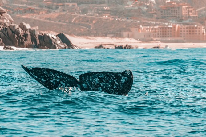 The Finest Private Yacht Experience in Cabo - Boat Comfort for Small Groups Up to 8 Passengers