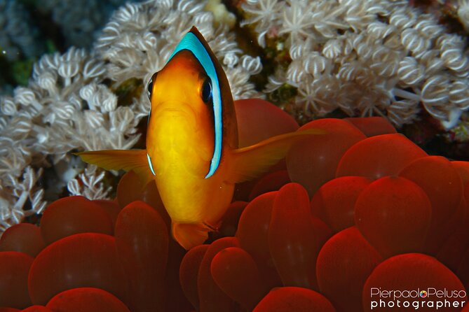 Tiran Island Snorkeling Experience by Yacht Sharm El Sheikh - Optional intro scuba: good add-on or mismatch risk?