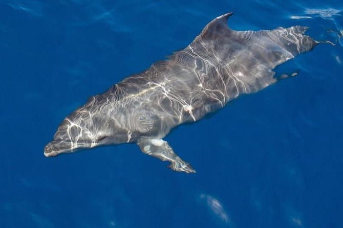 Whale and Dolphin Watching Yacht Trip in Puerto Colon - Key things I’d circle before booking
