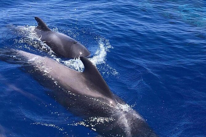 Whale and Dolphin Watching Yacht Trip in Puerto Colon - The included swim and snorkel stop: what you’ll do and what can affect it