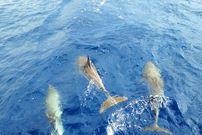 Whale and Dolphin Watching Yacht Trip in Puerto Colon - Food and vegetarian requests: what to do so you feel looked after