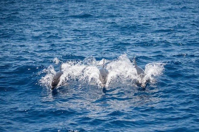 Whale and Dolphin Watching Yacht Trip in Puerto Colon - On the water: how the crew actually finds whales and dolphins