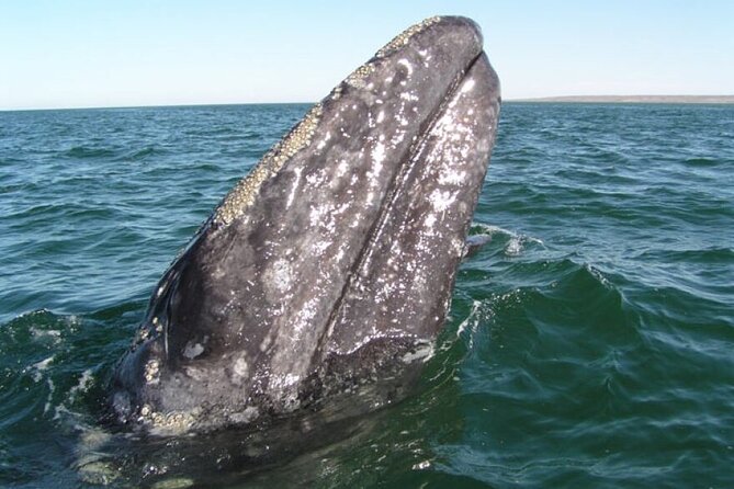 Whale and Wildlife Yacht Cruise in Santa Barbara - Key things that make this yacht cruise worth it