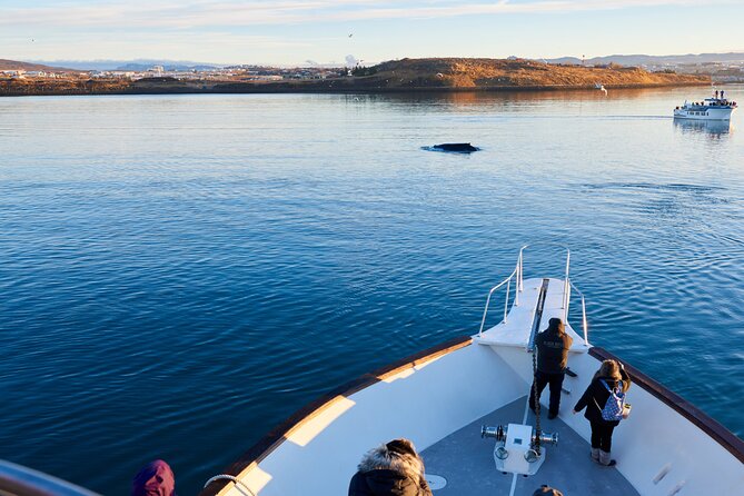Whale Watching Cruise on a Yacht in Reykjavik - What animals you can realistically expect to see