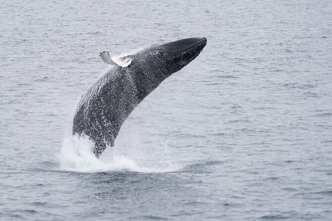 Whale Watching Cruise on a Yacht in Reykjavik - Boat comfort and winter reality: staying warm without missing the view