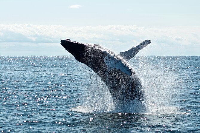 Whale Watching Cruise on a Yacht in Reykjavik - The guide role: what onboard spotting actually adds