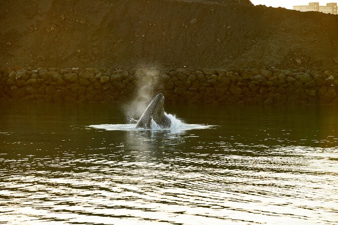 Whale Watching Cruise on a Yacht in Reykjavik - Price and value: is $102 for three hours fair?