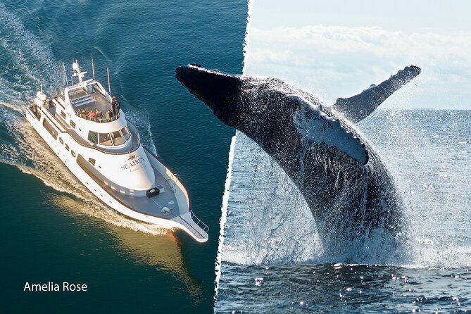 Whale Watching Cruise on a Yacht in Reykjavik - Who this cruise is best for (and who should consider other options)