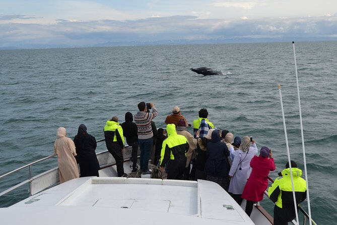 Whale Watching & Dolphin Yacht Cruise - Picking the right yacht: Harpa or Amelia Rose and what that means for you