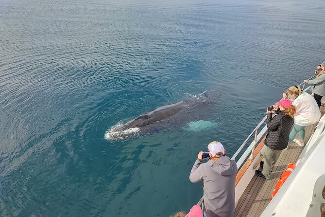 Whale Watching & Dolphin Yacht Cruise - Where to stand: decks, warm spots, and not missing the action