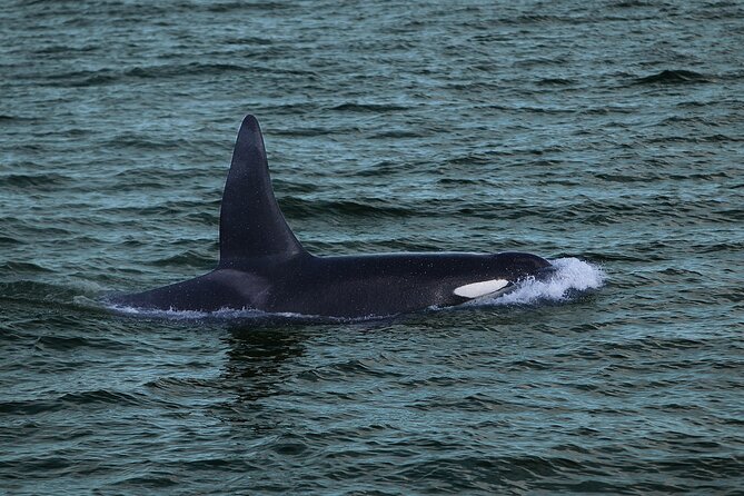 Whale Watching & Dolphin Yacht Cruise - Wildlife chances: what you might see in Faxafloi Bay