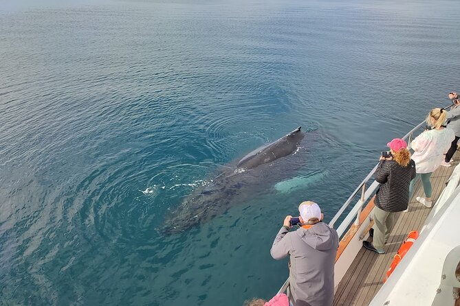 Whale Watching & Dolphin Yacht Cruise - How the crew keeps a respectful distance (and why that’s good for you)
