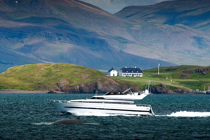 Whale Watching & Dolphin Yacht Cruise - Photos and Wi-Fi: sharing the moment while it’s still happening